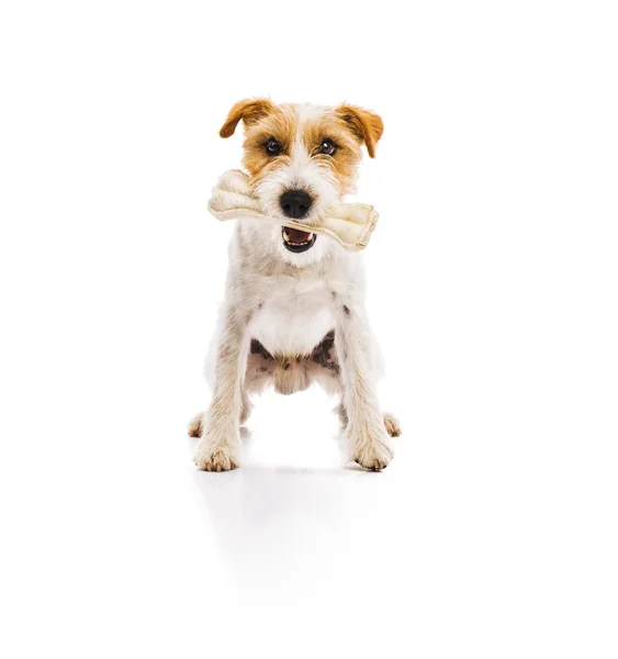 Terrier cão mastigação osso — Fotografia de Stock