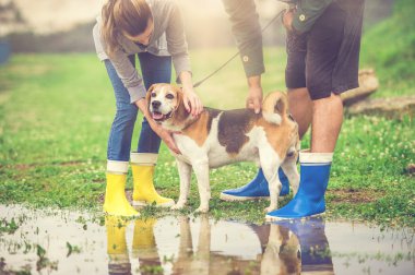 Genç çift köpek yağmurda yürümek.