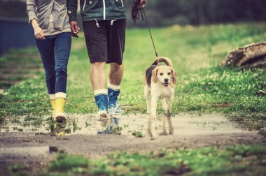Genç çift köpek yağmurda yürümek.