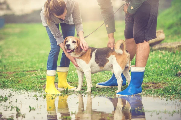 Молодая пара выгуливает собаку под дождем — стоковое фото