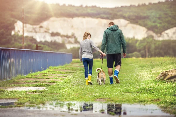 Pár chůze psa beagle v dešti. — Stock fotografie