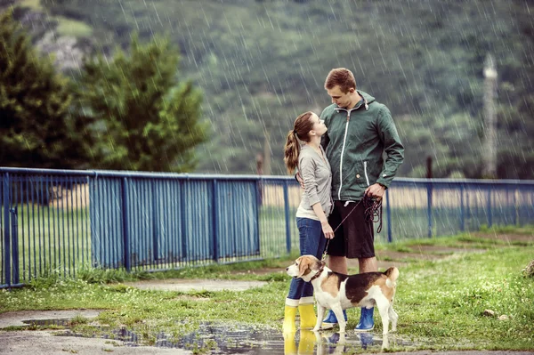 Paar spaziert Beagle-Hund im Regen. — Stockfoto