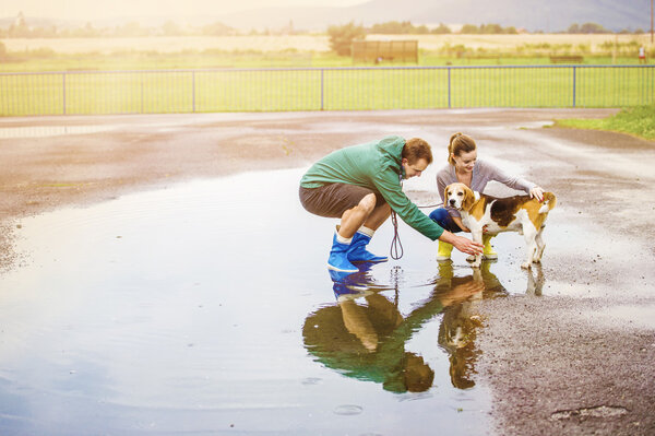 Couple walk beagle dog in rain.