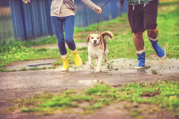 Jong koppel lopen hond in de regen — Stockfoto