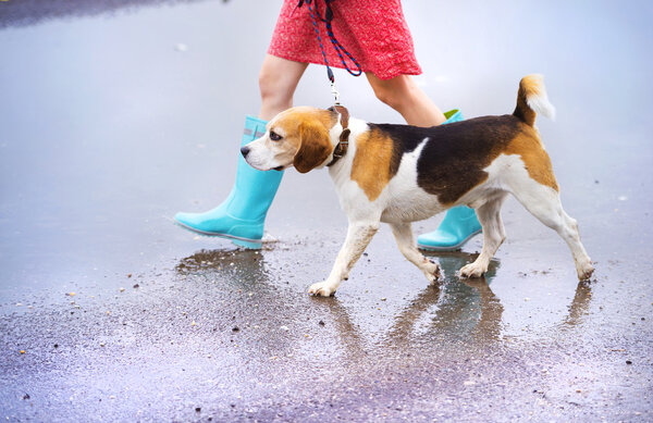 Woman in blue wellies walk her beagle dog