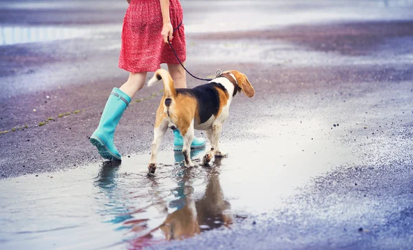 Frau in blauen Gummistiefeln führt ihren Beagle-Hund aus — Stockfoto