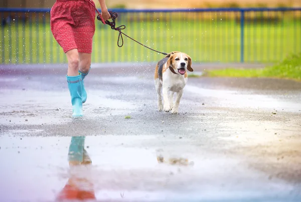 Vrouw in blauwe kaplaarzen lopen haar beagle hond — Stockfoto