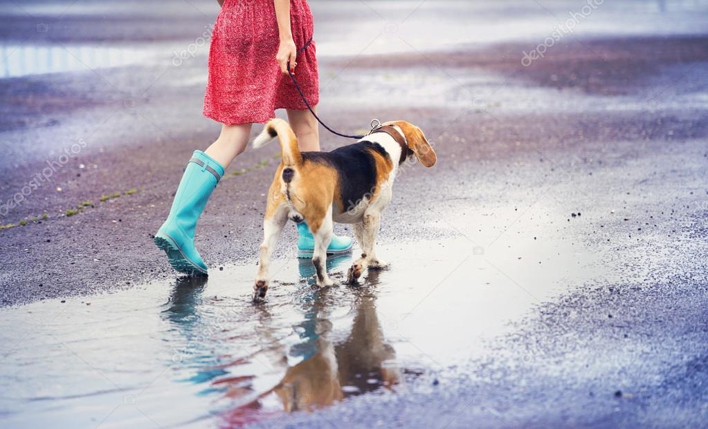 beagle wellies