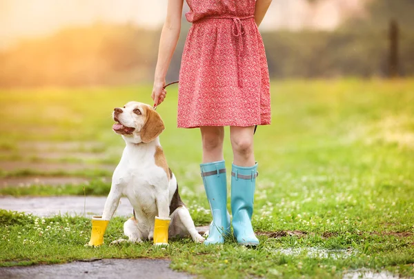 Kvinna i gummistövlar gå sin beagle hund — Stockfoto