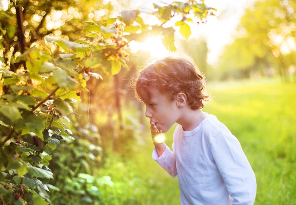 Bonito menino colhendo frutas — Fotografia de Stock