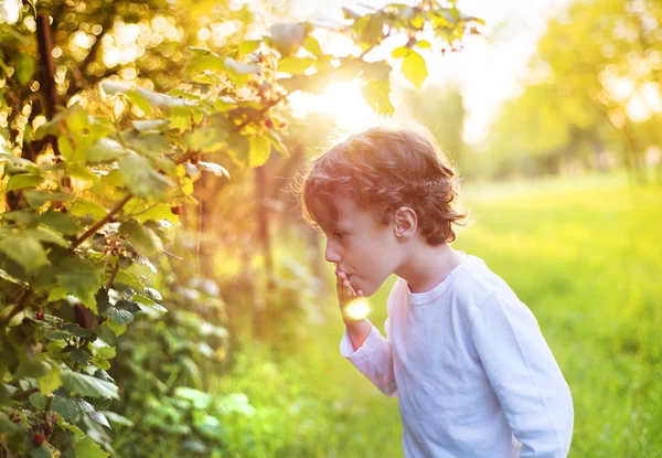 Schattige kleine jongen bessen plukken — Stockfoto