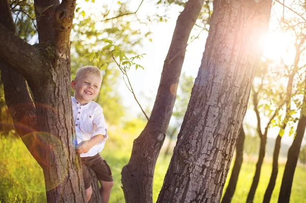 Liten pojke klättring ett träd — Stockfoto