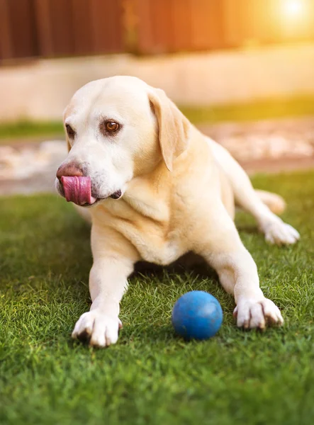 Hond spelen met een kleine blauwe bal — Stockfoto