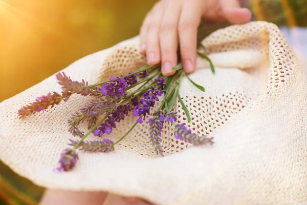 Hand holding lavender on her hat. — Stock Photo, Image