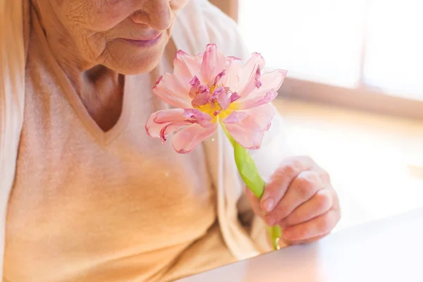 Ανώτερος γυναίκα που κρατά ένα ροζ λουλούδι. — Φωτογραφία Αρχείου