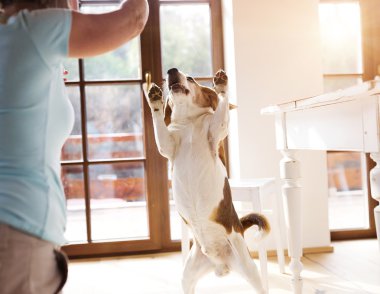 Onu köpek ile kadın kıdemli