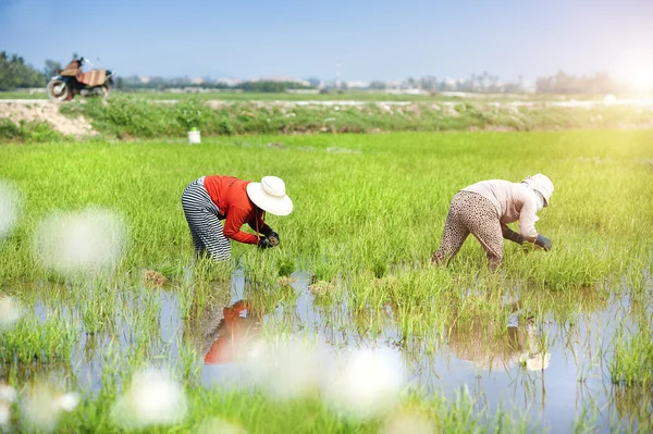 Farmers working in rice field — Stock Photo, Image