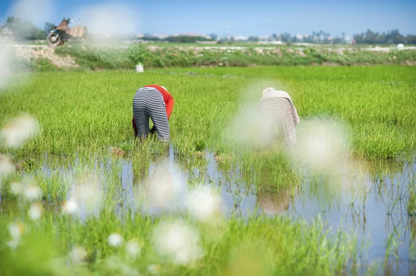 Agricultores que trabalham no campo do arroz — Fotografia de Stock