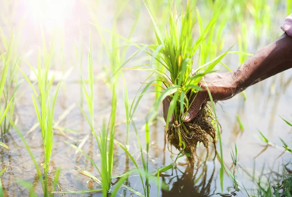 Farmer working in rice field — Stock Photo, Image