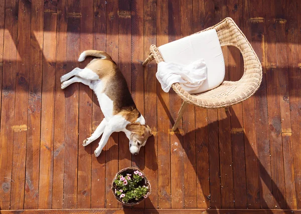 Köpek bir teras üzerinde — Stok fotoğraf