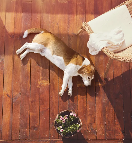 Perro en una terraza — Foto de Stock