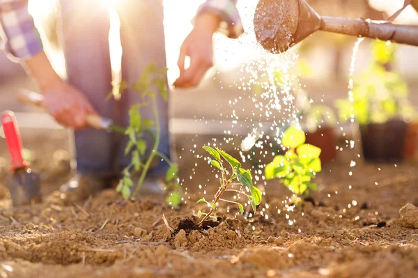 Seniorenpaar arbeitet im Garten — Stockfoto