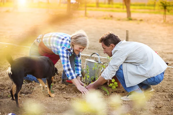 Senior couple planting seedlings — Stock Photo, Image