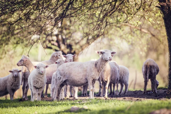 Flock of sheeps in summer — Stock Photo, Image