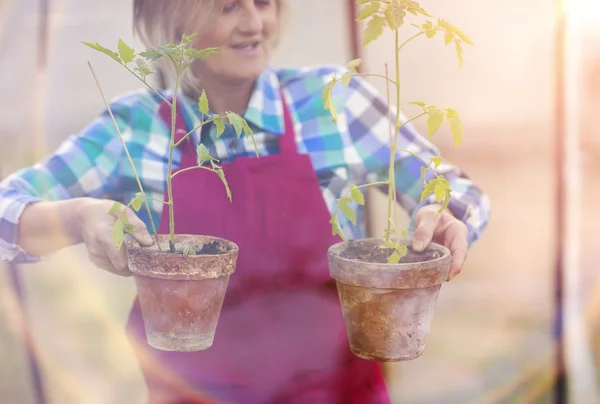 Mujer mayor plantando plántulas — Foto de Stock