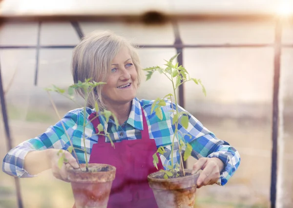 Starší žena, výsadba sazenic — Stock fotografie