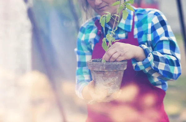 Senior vrouw aanplant zaailingen — Stockfoto