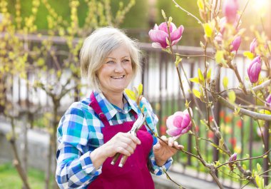 Woman pruning magnolia tree branches