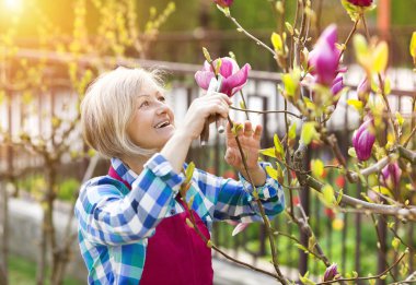 Woman pruning magnolia tree branches