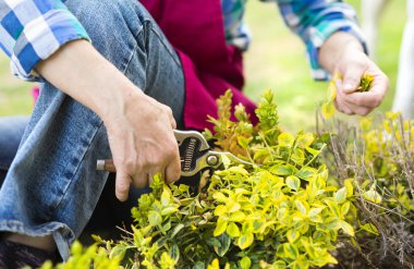 Woman pruning bush branches