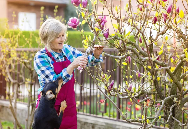 Frau schneidet Magnolienzweige — Stockfoto