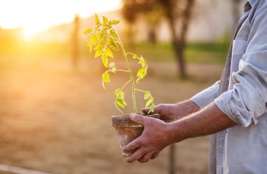 Senior man planting seedlings of tomato
