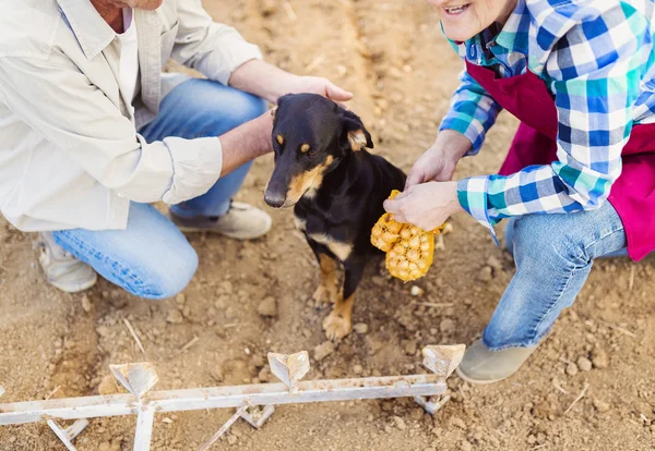 Couple planting onion — Stock Photo, Image