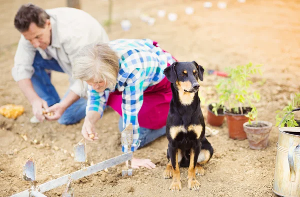 Couple planting onion — Stock Photo, Image