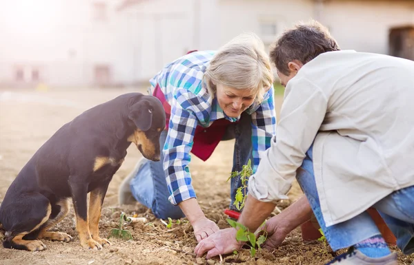 Senior couple planting seedlings of tomato — Stockfoto