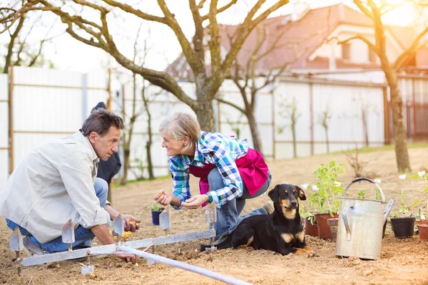 Pareja plantando cebolla — Foto de Stock