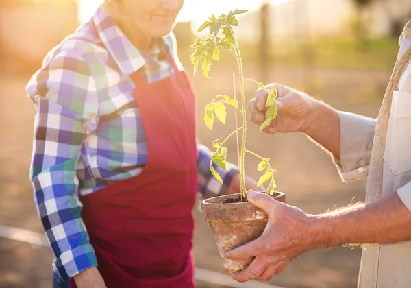 Senior couple planting seedlings of tomato — Stockfoto