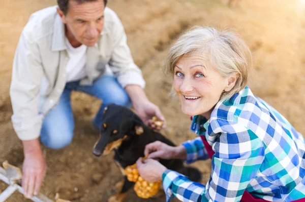 Couple planting onion — Stock Photo, Image