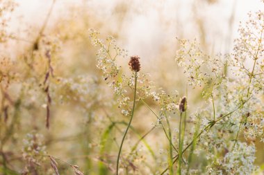 Karahindiba çiçeği