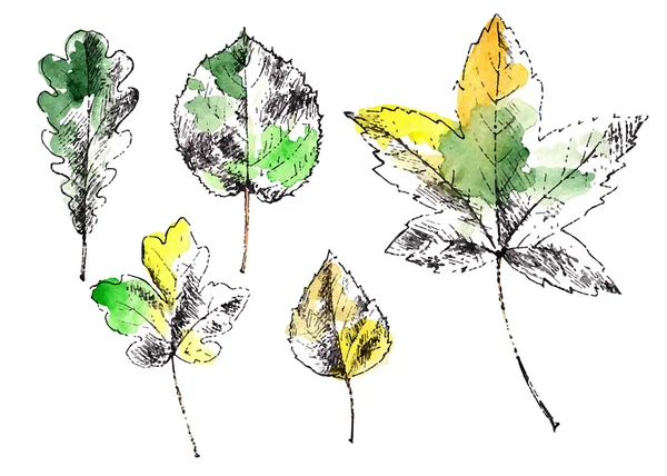 Folhas de outono desenhadas à mão — Vetor de Stock