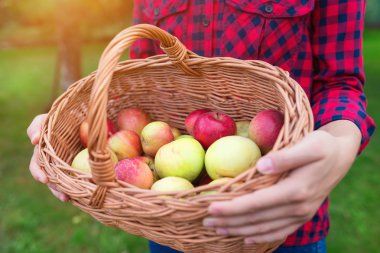 Elma toplayan kadın.