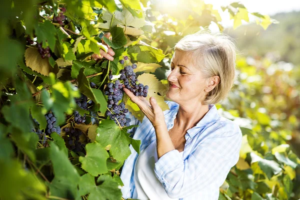 Vrouw oogsten van druiven — Stockfoto