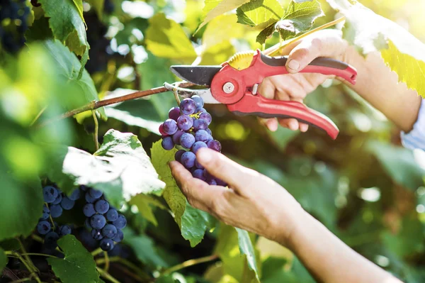 Woman harvesting grapes — Stock Photo, Image
