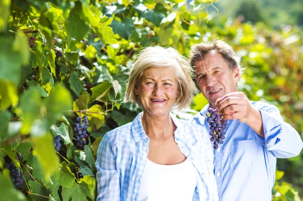 Paar oogsten van druiven — Stockfoto