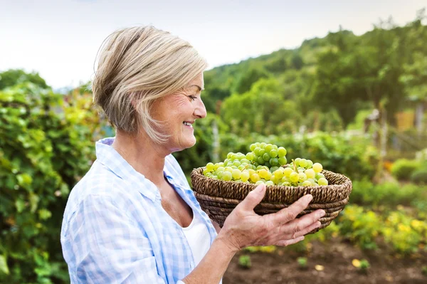 Vrouw oogsten van druiven — Stockfoto