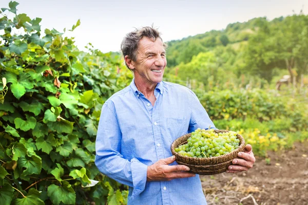 Człowiek zbioru winogron — Zdjęcie stockowe